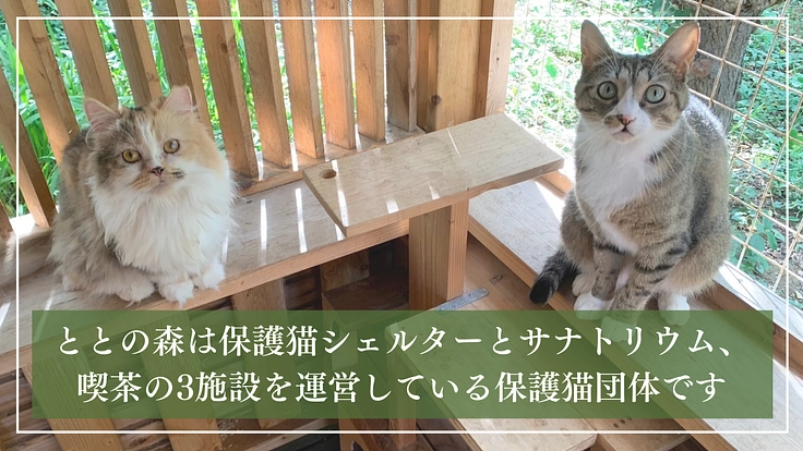 ととの森|猫と人が出会い、温かいご縁を繋ぐ「はじまりの場」の開設へ 2枚目