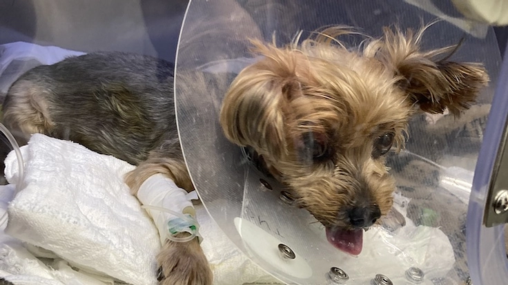 保護犬ももの胸膜腹膜ヘルニア手術•治療費のご支援どうかお願いします 7枚目