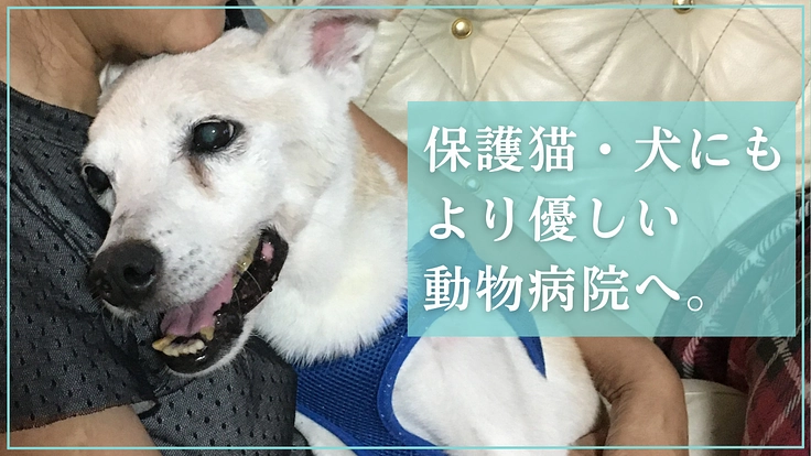 マザールーフが作った保護猫・犬にも優しい病院。更なる充実にご支援を 6枚目