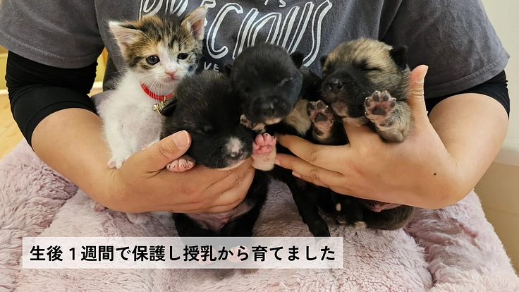 兵庫県で25年活動｜保護犬猫を救い幸せへつなぐ動物福祉団体に支援を 5枚目