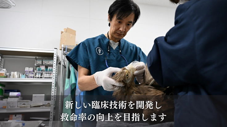 もっと多くの命を繋ぎたい！野生猛禽類の救護と継続飼育体制の充実を 8枚目