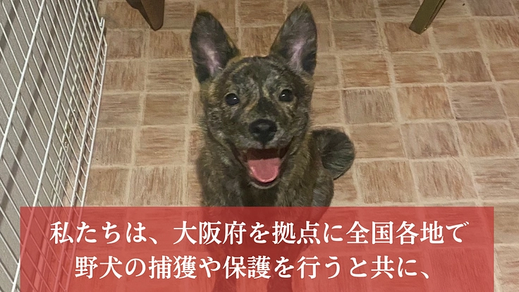 人知れず消えていく命をゼロに。悲願「野犬の保護シェルター」新設へ 2枚目