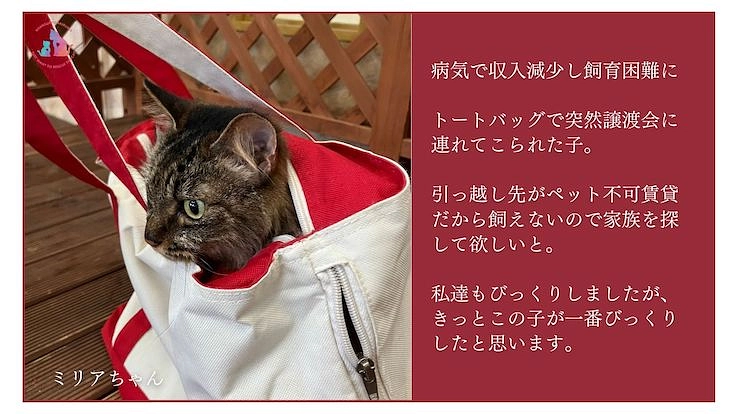 助成金のない東京都あきる野市で地域猫活動を諦めたくない 4枚目