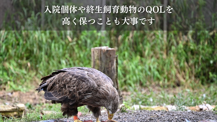 命を繋ぎ、共に生きる。希少猛禽類により良い救命医療と共生環境を！ 10枚目