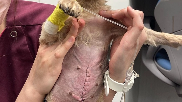 保護犬ももの胸膜腹膜ヘルニア手術•治療費のご支援どうかお願いします 10枚目