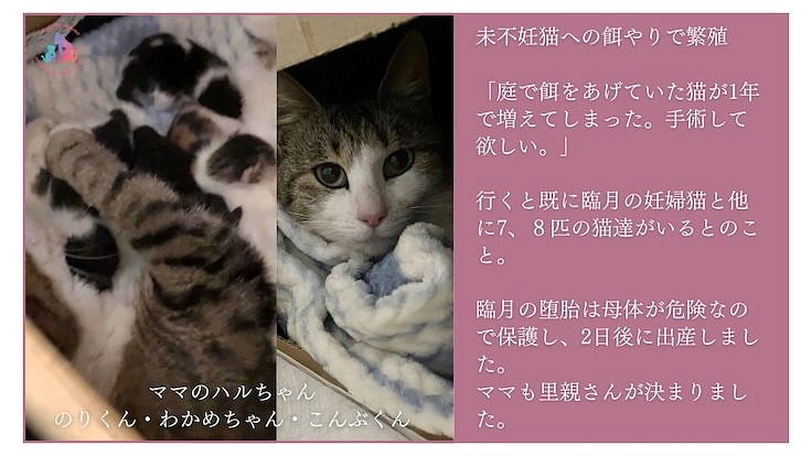 助成金のない東京都あきる野市で地域猫活動を諦めたくない 3枚目