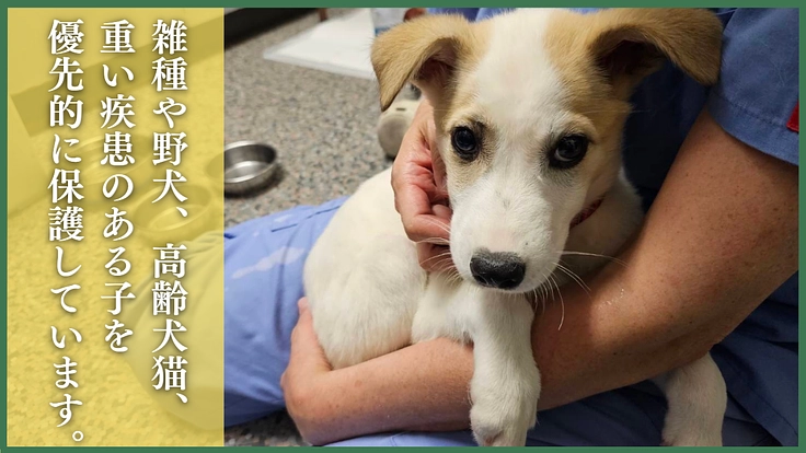命の格差をなくす。殺処分対象の命を救い続けるため医療費のご支援を 2枚目