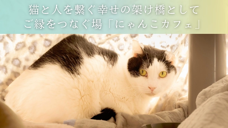 救える命を諦めない。 保護猫カフェを拡張し1匹でも多くの猫を幸せに 2枚目