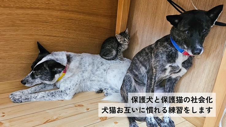 兵庫県で25年活動｜保護犬猫を救い幸せへつなぐ動物福祉団体に支援を 2枚目