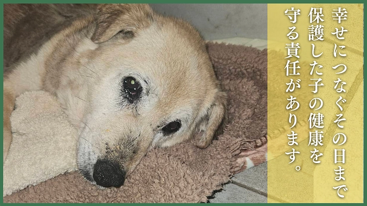 命の格差をなくす。殺処分対象の命を救い続けるため医療費のご支援を 3枚目