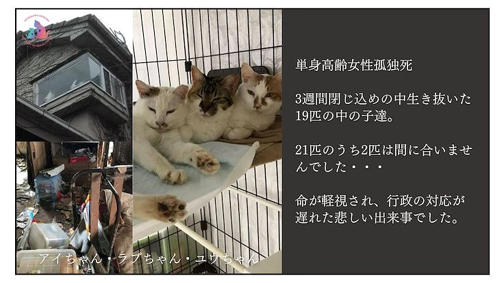 助成金のない東京都あきる野市で地域猫活動を諦めたくない 7枚目