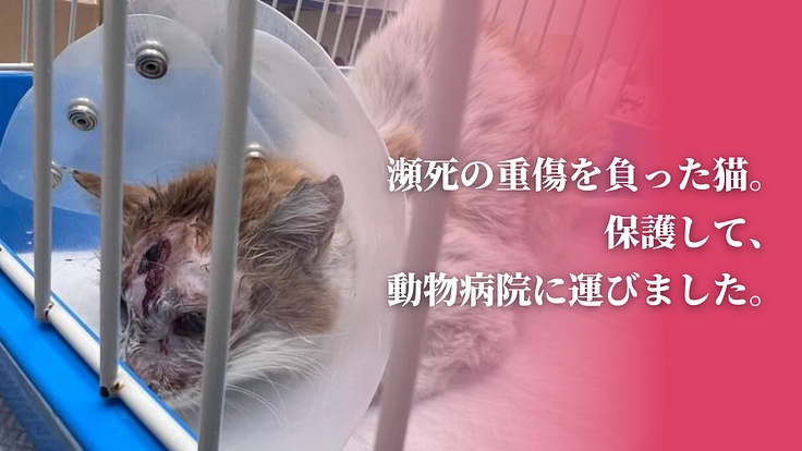 「不幸な猫ゼロ」を目指して。猫たちを救うセーフティネットにご支援を 4枚目