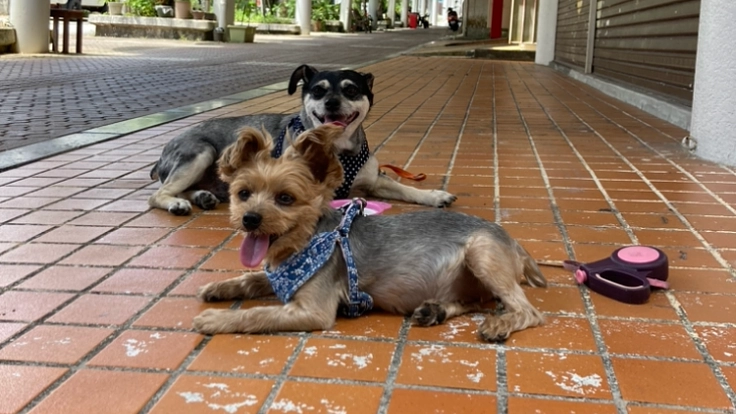 保護犬ももの胸膜腹膜ヘルニア手術•治療費のご支援どうかお願いします 5枚目