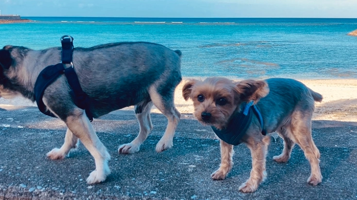 保護犬ももの胸膜腹膜ヘルニア手術•治療費のご支援どうかお願いします 6枚目