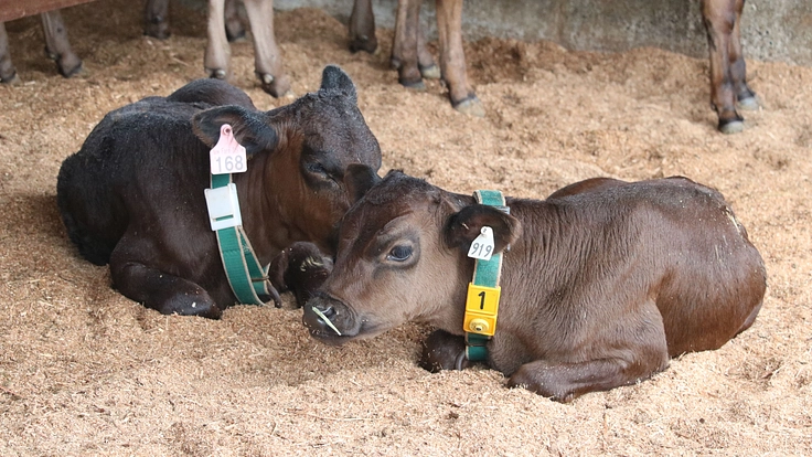 【第二弾】一頭では終わらない、殺されてしまうジャージー牛を助けたい 2枚目