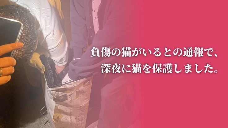「不幸な猫ゼロ」を目指して。猫たちを救うセーフティネットにご支援を 7枚目