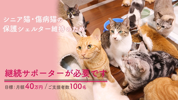 ねこひげサポーター募集！｜シニア傷病猫のための施設継続ご支援を 2枚目