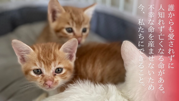 わにゃんこ愛媛|移動式手術室でTNR活動のさらなる進化へ【第二弾】 2枚目