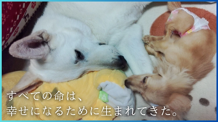 人生をかけた挑戦。行き場のない保護犬猫たちへ最後の砦をつくります！ 5枚目