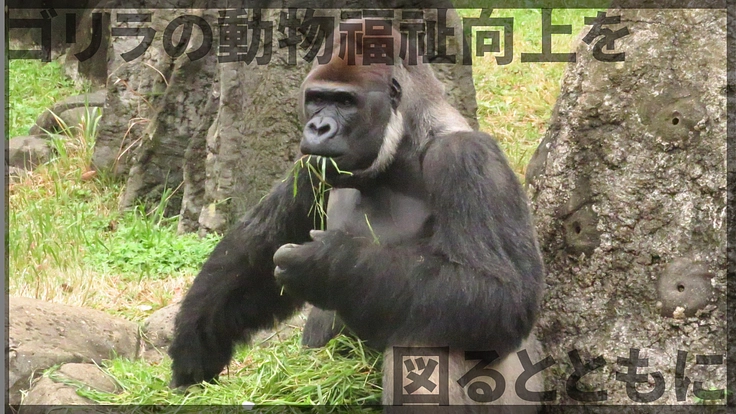 未来へ紡ぐゴリラプロジェクト｜動物福祉の向上と学術的知見を活かす！ 3枚目