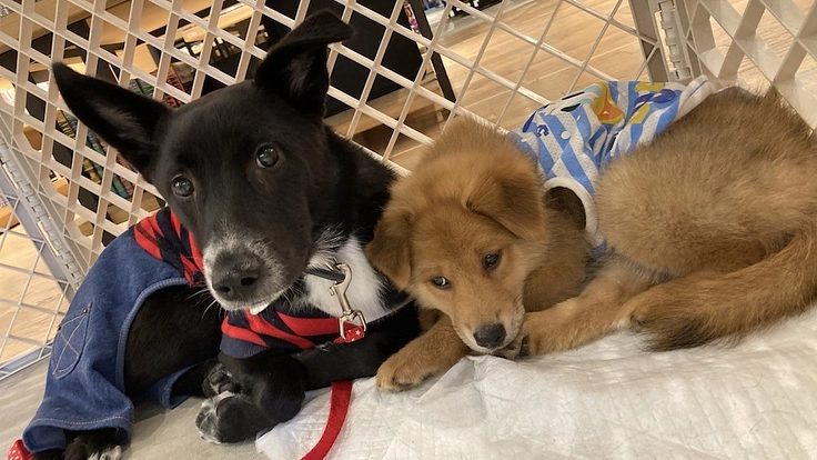 保護犬猫たちにより広く快適な居場所を|第二のシェルター建設へ 2枚目