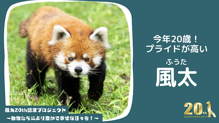 風太20th記念プロジェクト～動物たちにより豊かで幸せな日々を！～ 2枚目