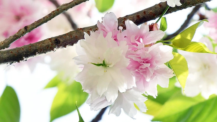 千年続く大鹿桜を次の世代に残したい！そのための第一歩にご支援を 2枚目