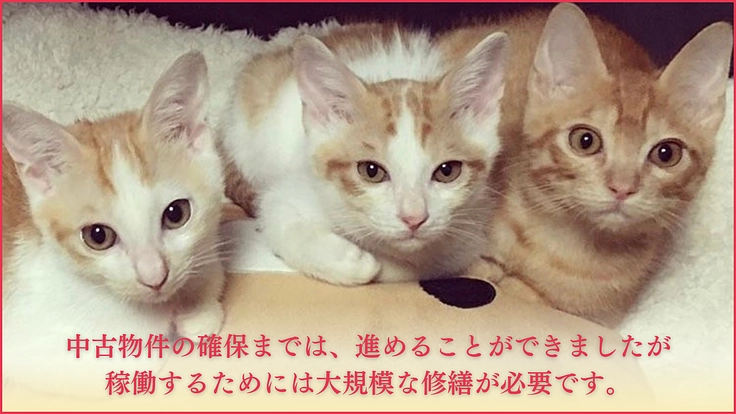 ねこの古都なら|猫と人の温かいご縁を繋ぐ。開放型シェルターの開設へ 3枚目