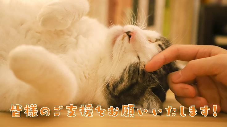 【第6弾】阿波の猫たちを救う。過酷な環境で暮らす猫の命を守るために 5枚目