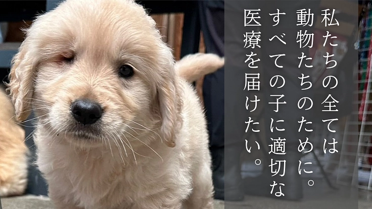 【緊急支援】おっぽの会の悲願「病院近くのシェルター移転」の実現へ！ 5枚目