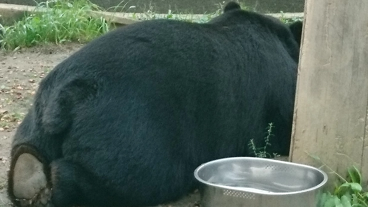 一頭でも多くの命を救いたい〜施設維持のためにご協力をお願いします〜 9枚目