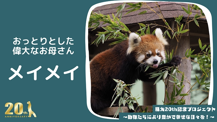 風太20th記念プロジェクト～動物たちにより豊かで幸せな日々を！～ 3枚目