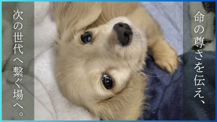 人生をかけた挑戦。行き場のない保護犬猫たちへ最後の砦をつくります！ 6枚目