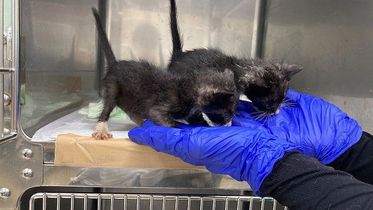 保護犬猫たちにより広く快適な居場所を|第二のシェルター建設へ 4枚目