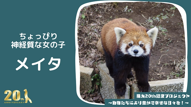 風太20th記念プロジェクト～動物たちにより豊かで幸せな日々を！～ 5枚目