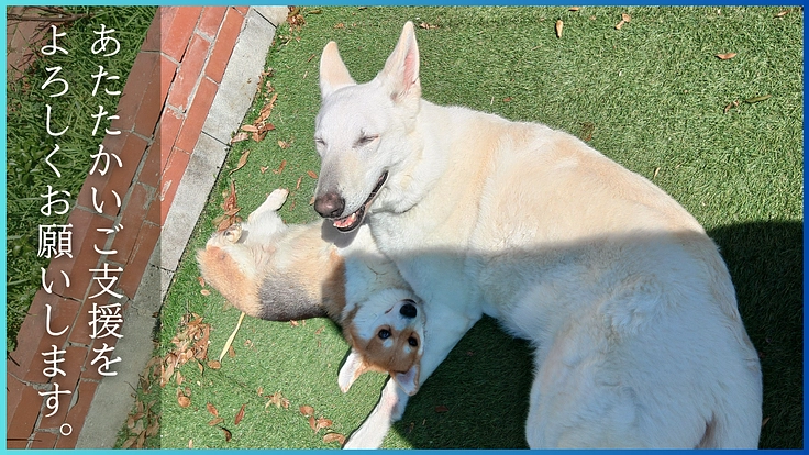 人生をかけた挑戦。行き場のない保護犬猫たちへ最後の砦をつくります！ 7枚目