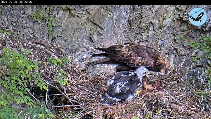 イヌワシの生息地が失われないように。ライブ配信で届けたい！ 3枚目