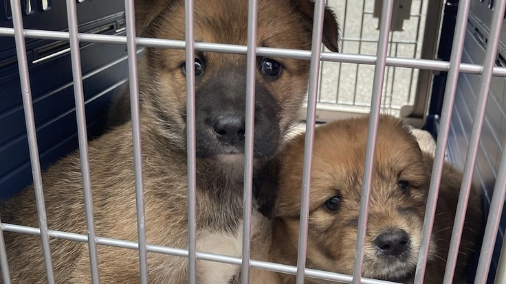 保護犬猫たちにより広く快適な居場所を|第二のシェルター建設へ 5枚目