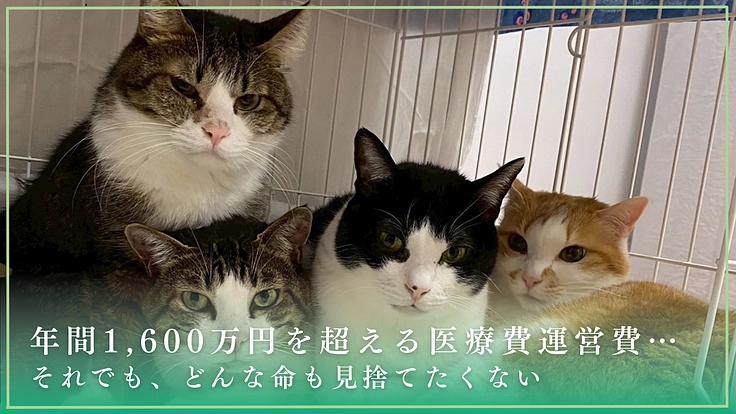 動物が安心できる世界へ。行き場を失った130頭の保護犬猫に医療費を 5枚目