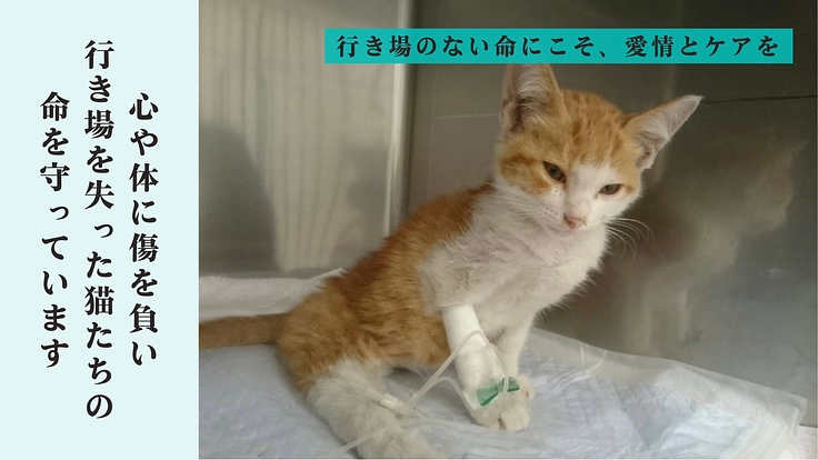 心や体に傷を負い行き場を失った猫たちの『いのち』を最期まで守る為に 2枚目
