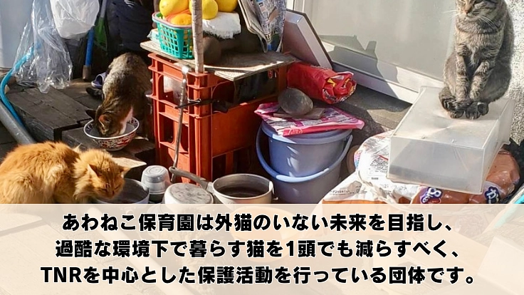 【第6弾】阿波の猫たちを救う。過酷な環境で暮らす猫の命を守るために 2枚目