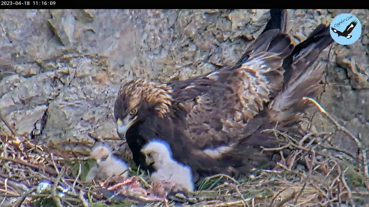 イヌワシの生息地が失われないように。ライブ配信で届けたい! 2枚目