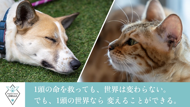 1頭の世界を変える。医療用シェルター兼ふれあいカフェ新設にご支援を 2枚目