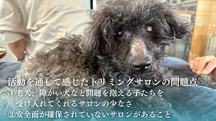 老犬、保護犬でも安心できる【啓発型トリミングサロン】を作りたい！ 7枚目
