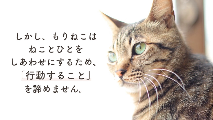 もりねこRe:スタート！ 保護ねこ活動の継続と新たなチャレンジへ 4枚目