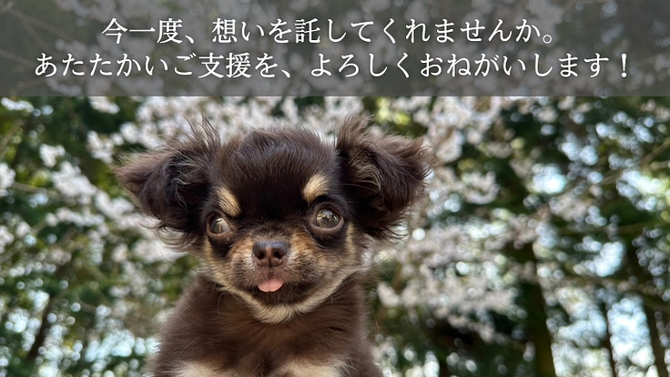 【緊急支援】おっぽの会の悲願「病院近くのシェルター移転」の実現へ！ 6枚目