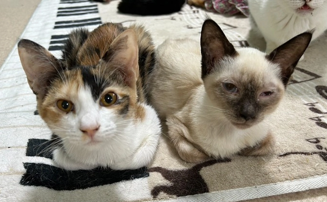 応援コース｜300,000円