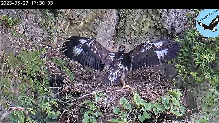 イヌワシの生息地が失われないように。ライブ配信で届けたい! 4枚目