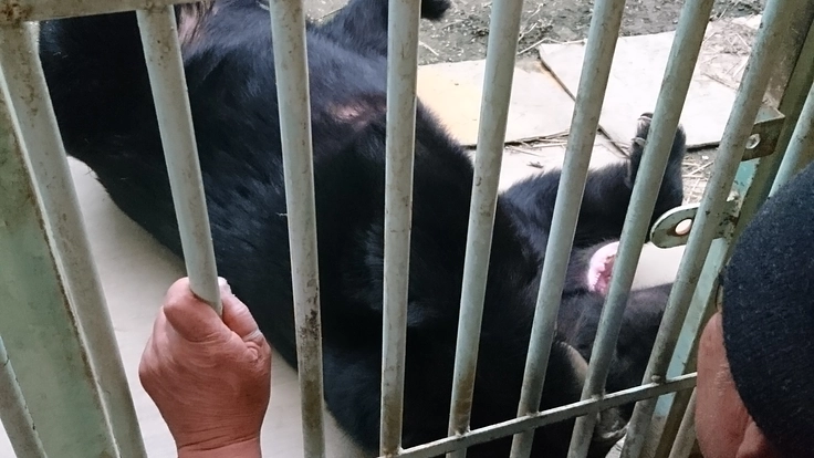 一頭でも多くの命を救いたい〜施設維持のためにご協力をお願いします〜 8枚目