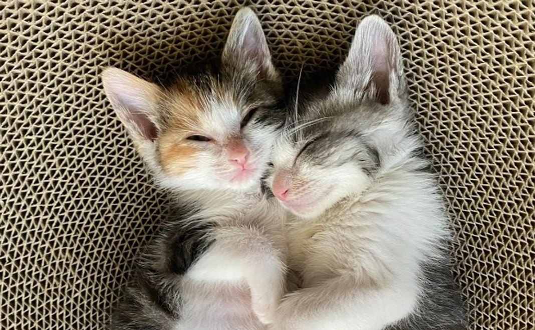 応援コース｜500,000円